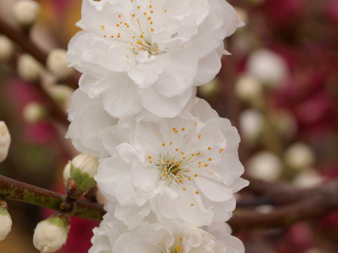 PRUNUS persica TAOFLORA® WHITE 'Mintao2'