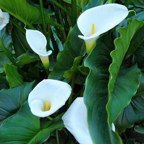 arum.jpg