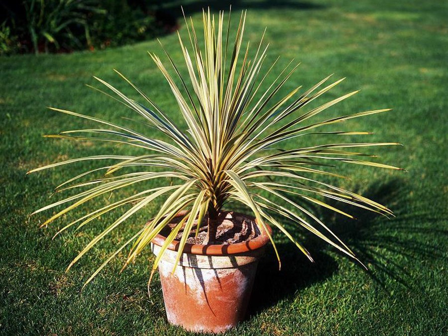 cordyline