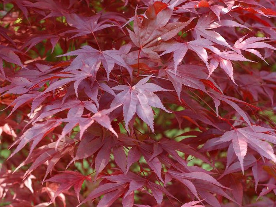 Arbustes pour jardin japonais : les 10 meilleures variétés !