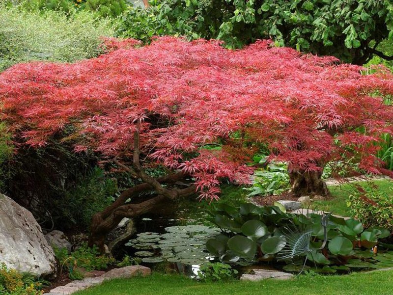 Erable du Japon ACER palmatum DISSECTUM GARNET