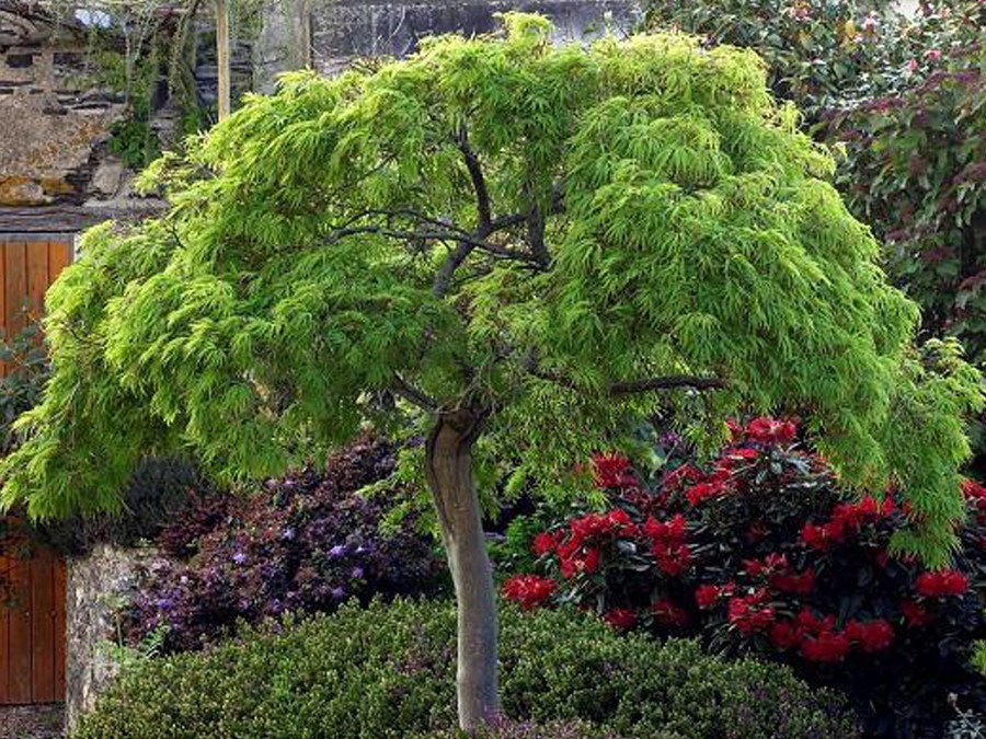 Erable du Japon ACER palmatum DISSECTUM