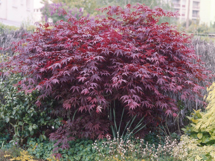 Erable du Japon : ACER palmatum BLOODGOOD