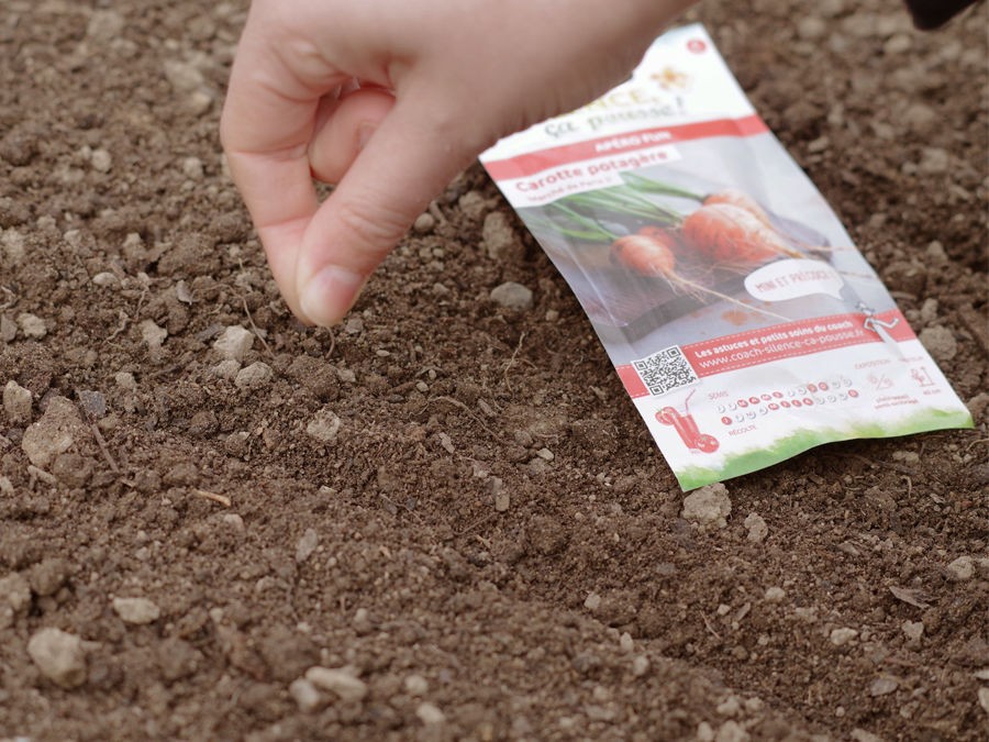 Les premiers semis de légumes à repiquer, nos conseils 