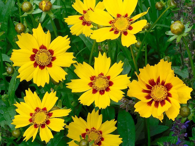 Coreopsis.jpg Coreopsis.jpg