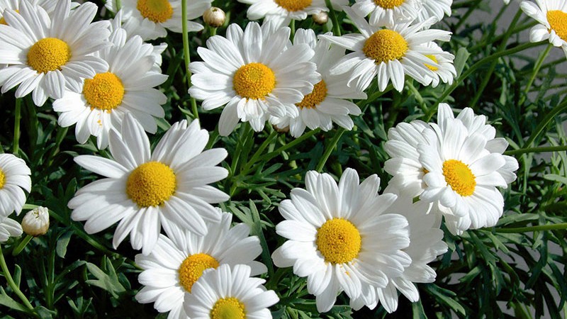 Grande-marguerite.jpg Grande-marguerite.jpg