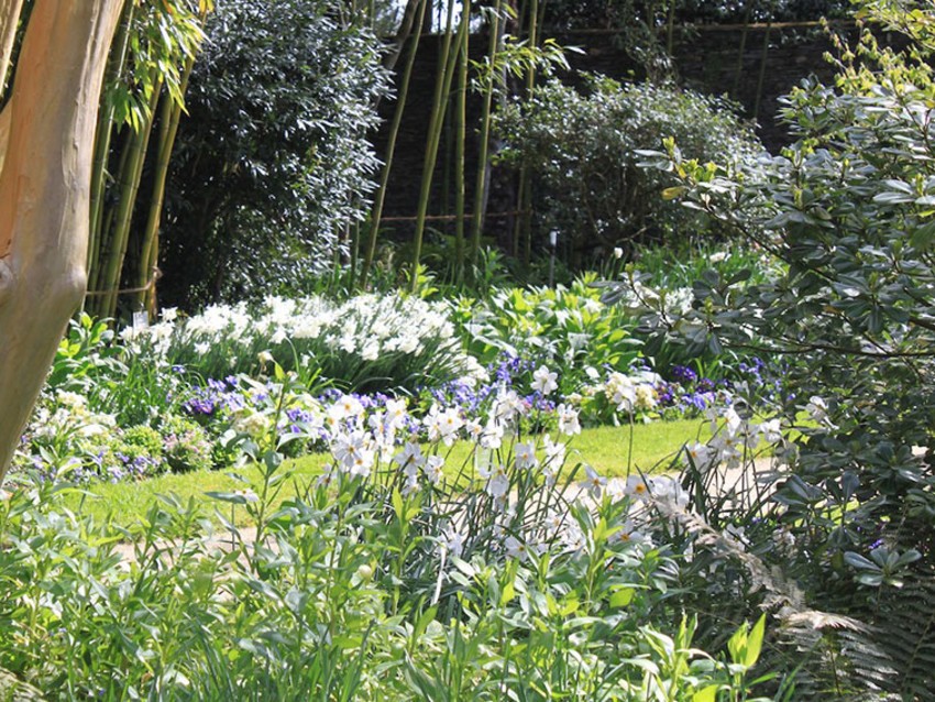 Du bulbe à la fleur, conseils pour réussir - Jardins de France