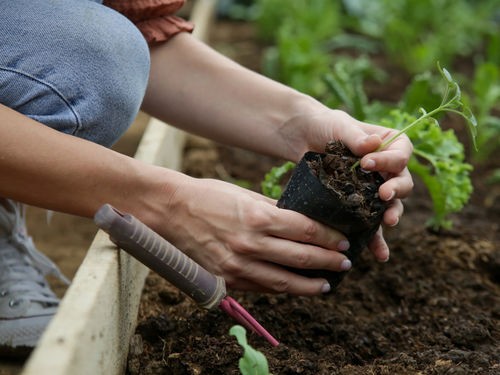 10 PLANTS A INSTALLER DANS VOTRE POTAGER EN AVRIL