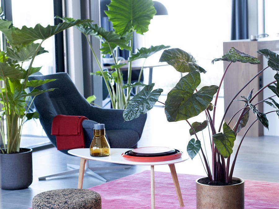 LES BIENFAITS DES PLANTES D'INTERIEUR