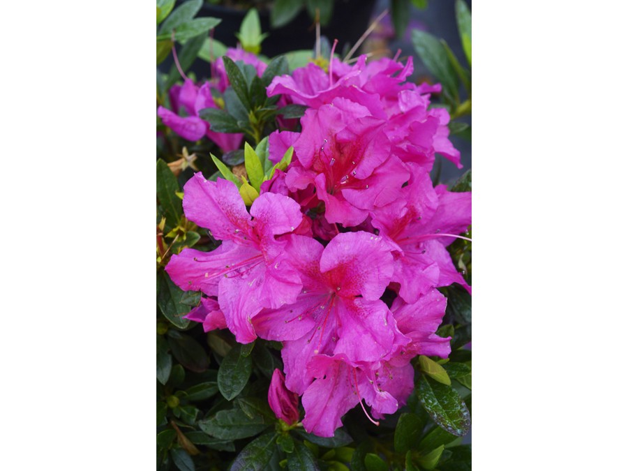 Azalea REPETITA® VIOLET