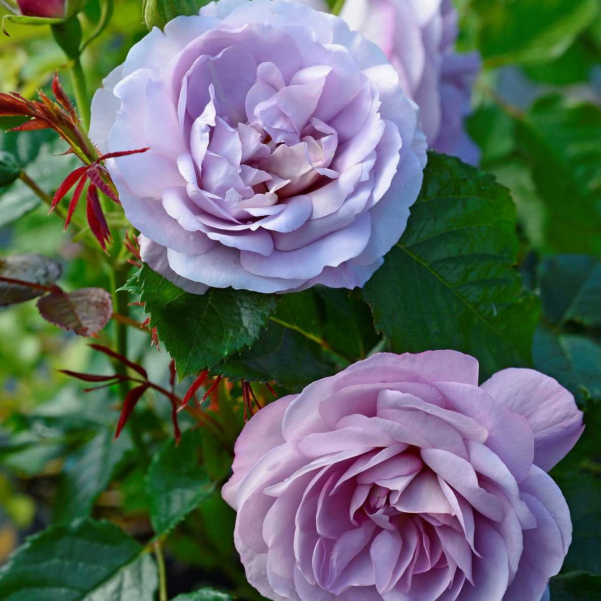 ROSA LADY PERFUME® 'Wekpeawby'