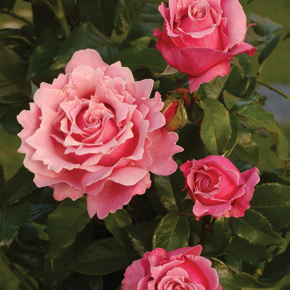 ROSA PARFUM DE LIBERTE® 'Wekblunez'