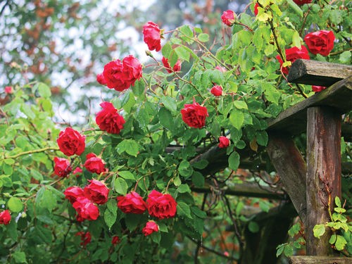 Reconnaitre et prévenir les maladies des rosiers