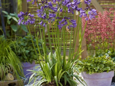 Agapanthe Poppin Purple