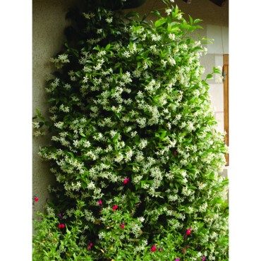 Jasmin étoilé (Trachelospermum) à mi-ombre, palissé sur une petite façade