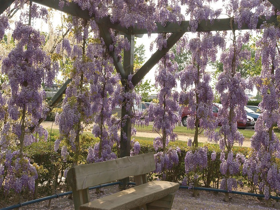 Glycine sur une pergola