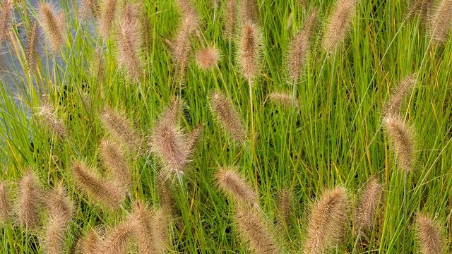 Herbe aux écouvillons René Guy Cadou