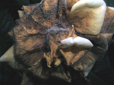 Botrytis cinerea rose