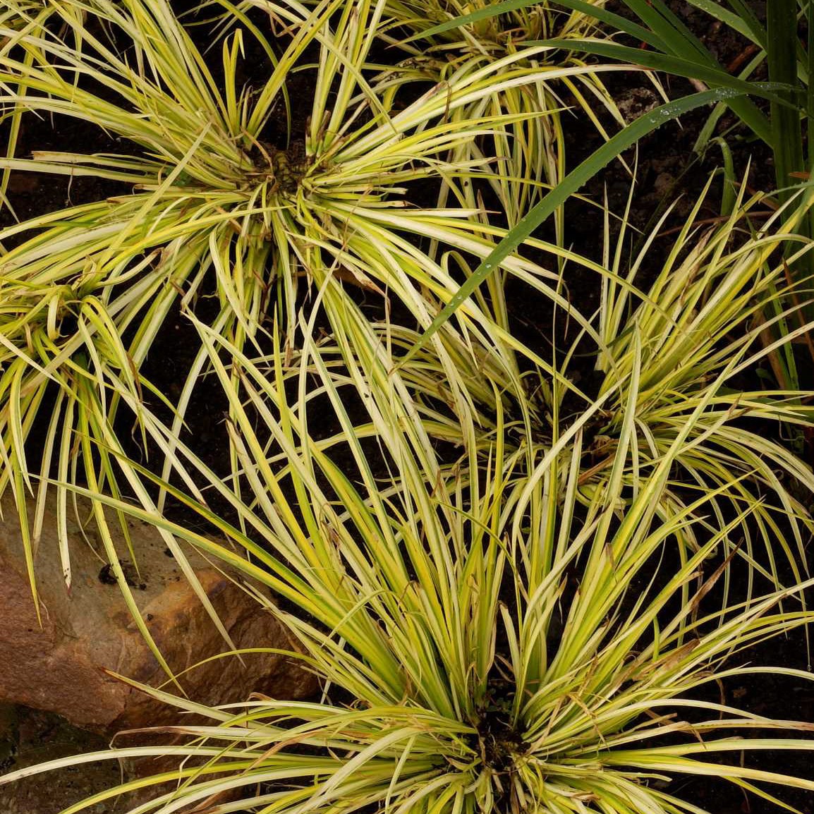ACORUS gramineus OGON ACORUS gramineus OGON