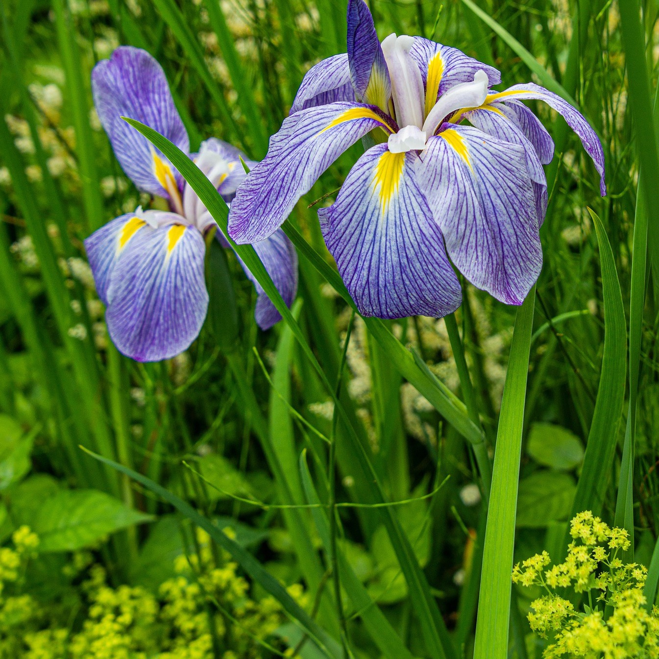 Iris du Japon Iris du Japon