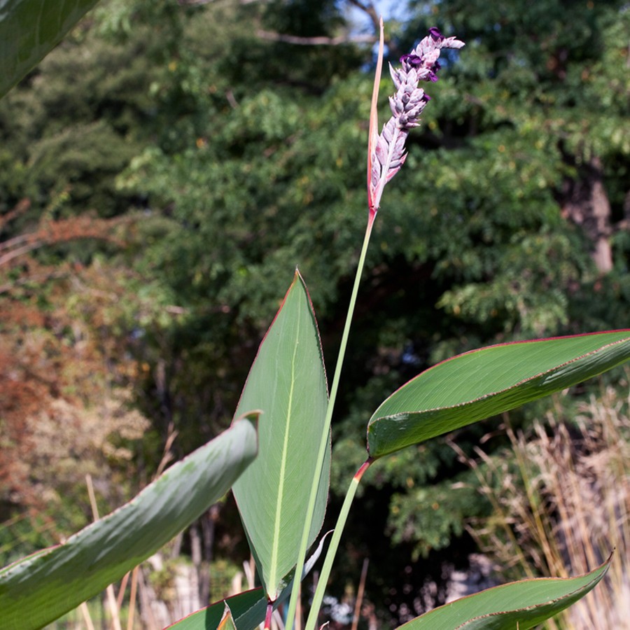 Thalia dealbata