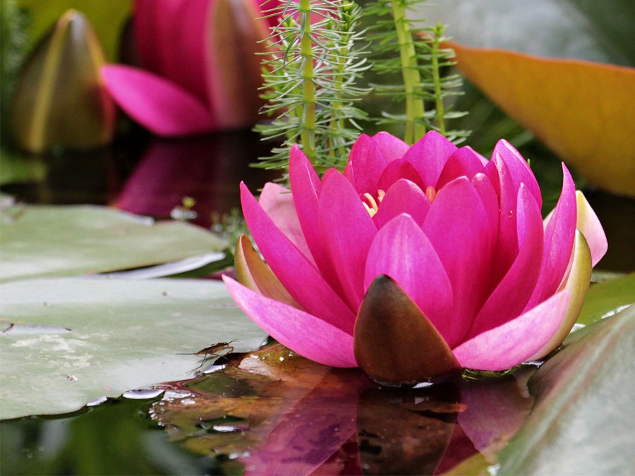 Quelle plante aquatique choisir pour un petit bassin ?