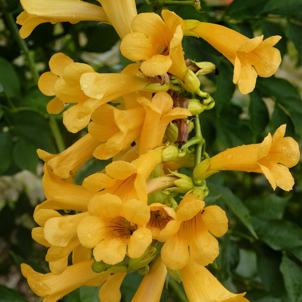 Campsis GOLDEN TRUMPET®