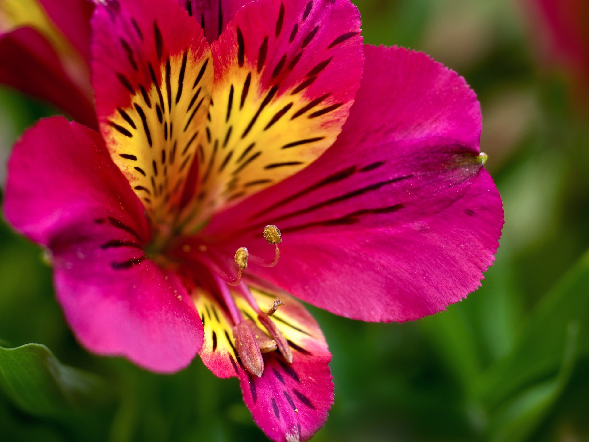 Alstroemeria