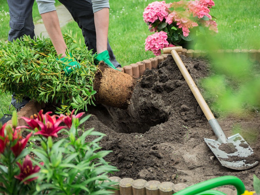 Les 6 étapes pour planter un arbre ou un arbuste