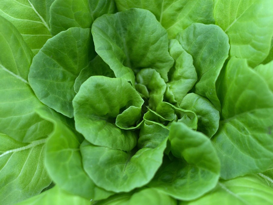 QUELLES VARIETES DE SALADES POUR VOTRE POTAGER ? 