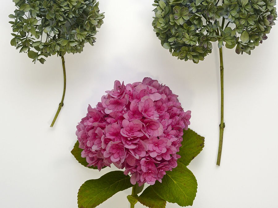 COMMENT FAIRE SECHER SES HORTENSIAS ?