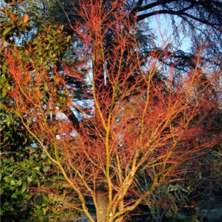 Les 6 éléments de décoration indispensables pour un jardin japonais