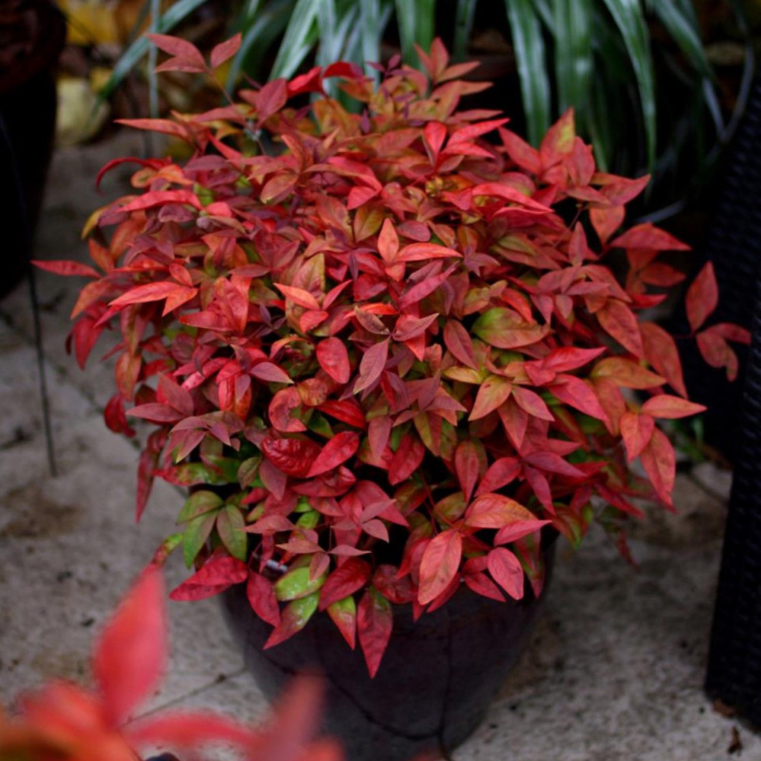 Nandina BLUSH PINK