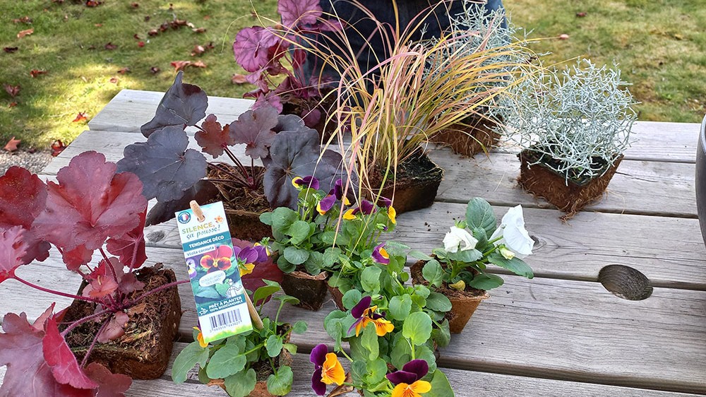 Choix des plantes pour potée d'automne