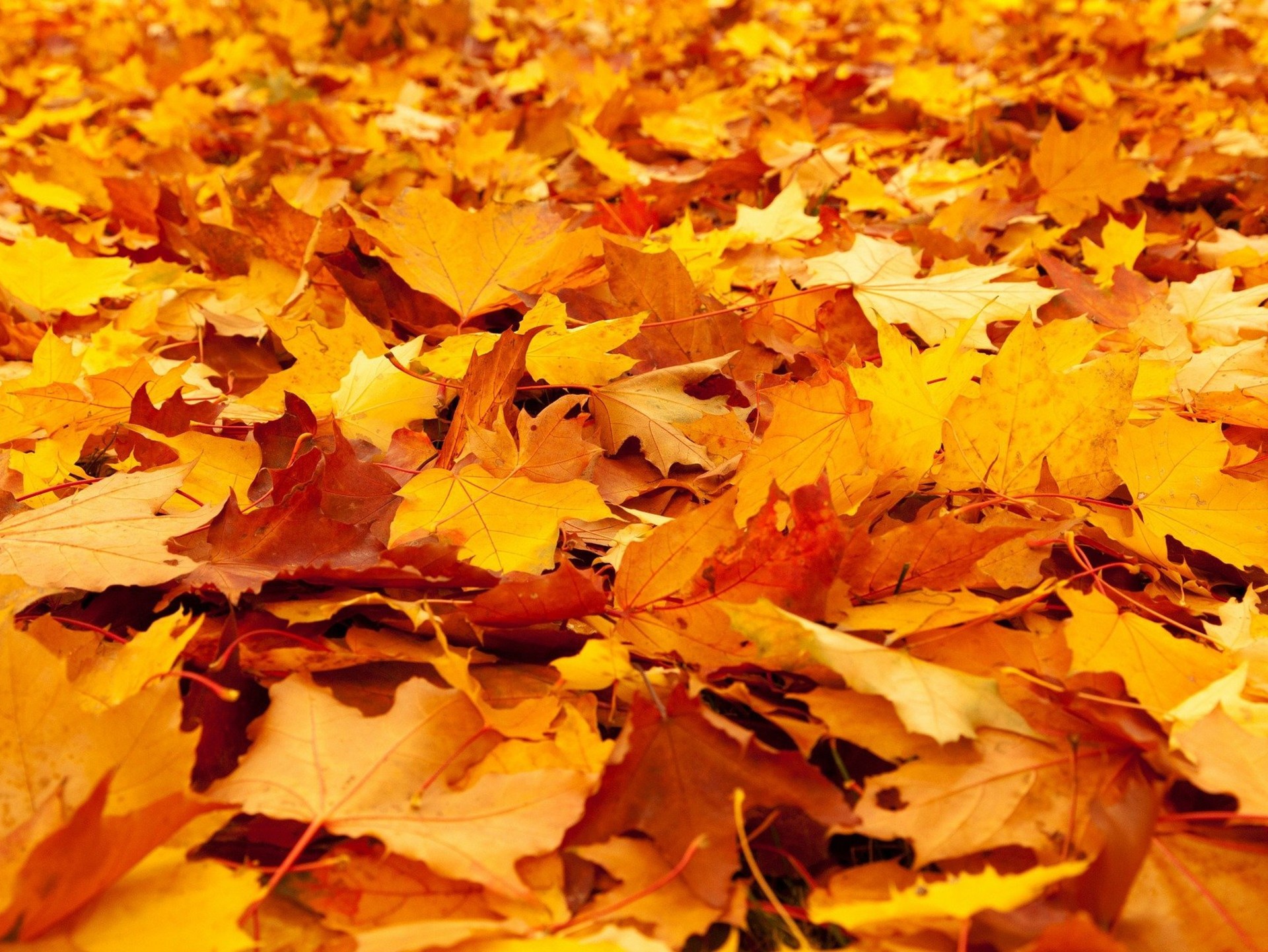 Que faire des feuilles mortes ?