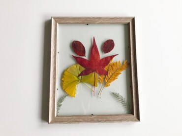 Herbier à partir de feuilles tombées