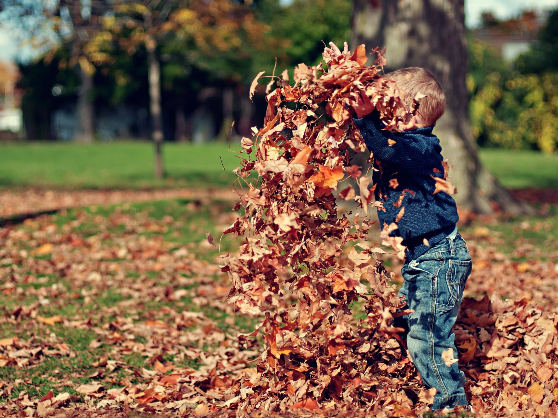 Feuilles mortes