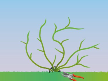 Sélection des branches principales à garder