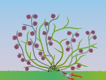 Taille d'un rosier arbustif  à floraison non remontante, variété ancienne ou espèce botanique d'origine plus sauvage