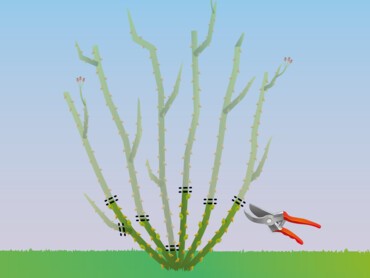 Taille annuelle de rajeunissement sur un rosier remontant, permettant aussi une abondante floraison dans l'année