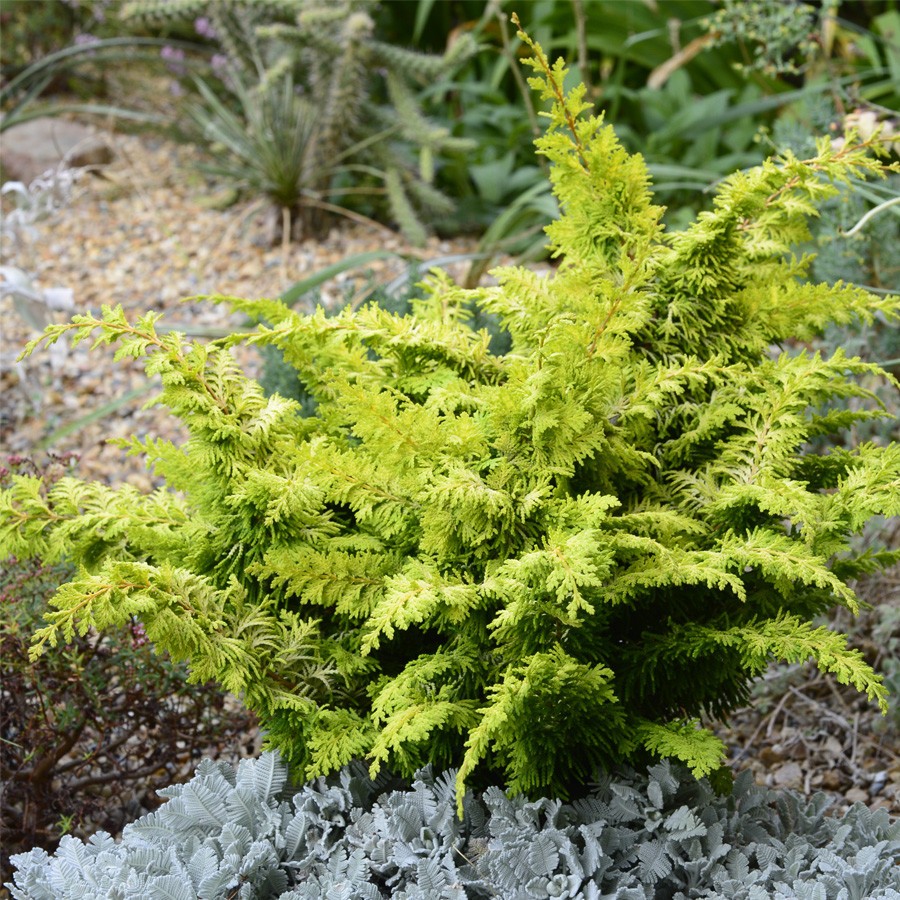 Cypres hinoki 'fernspray gold'