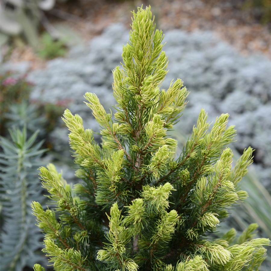 Epicea blanc conique 'Rainbow's End'