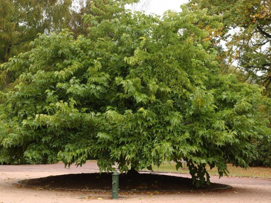 Mûrier feuilles de platane sans fruits sterile