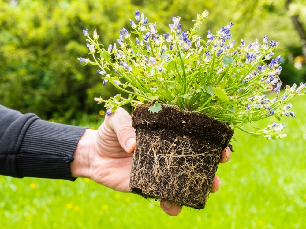 Plante en motte de terre