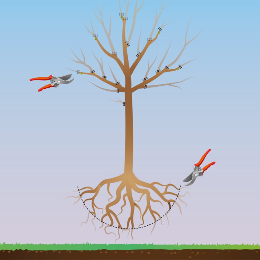 plantation en racines nues