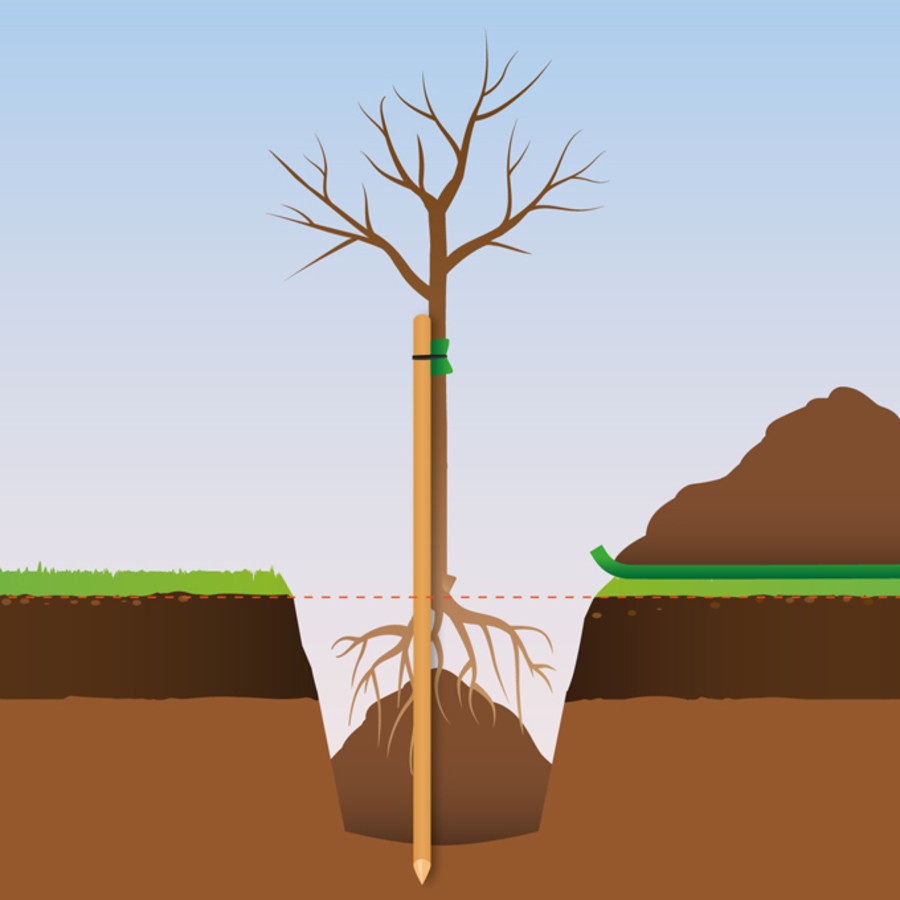 Attacher l'arbre à un tuteur