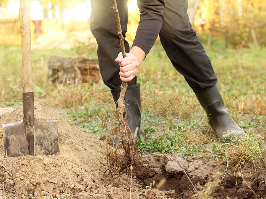 Planter des végétaux en racines nues