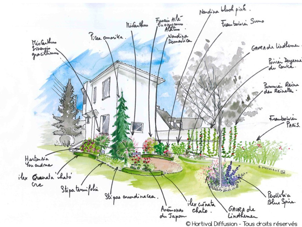 Dessin du jardin après explications