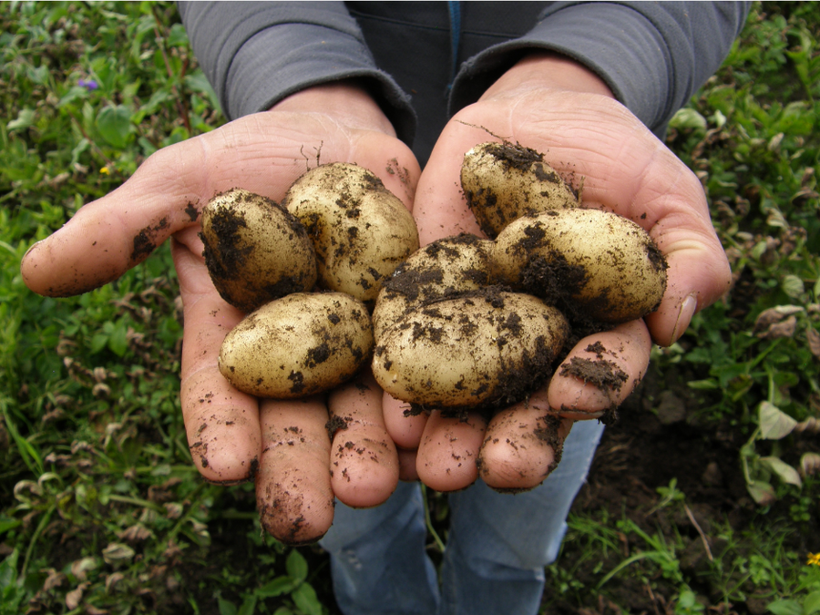 BIEN CHOISIR VOTRE VARIETE DE POMME DE TERRE