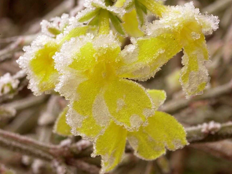 10 plantes remarquables qui fleurissent en hiver | Silence, ça pousse !